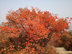 -北京西山国家森林公园