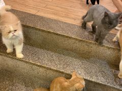 -more than meow吴止猫主题餐厅(承德 中船汇店)