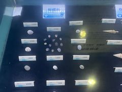 -贝壳梦幻世界