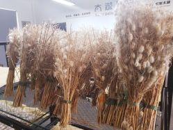 -太湖雪蚕桑文化园