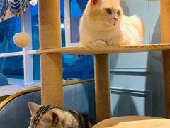 -遇见羊驼·奶狗咖·布偶猫咖·法斗柯基柴犬阿拉斯加(春熙路太古里IFS店)