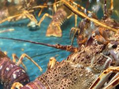 -龙宴海鲜城(经中路店)