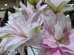 -昆明国际花卉拍卖交易中心