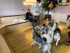 -Husky Go! 哈士奇体验馆·宠物咖啡厅狗咖