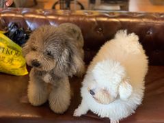 -more than meow吴止猫主题餐厅(承德 中船汇店)