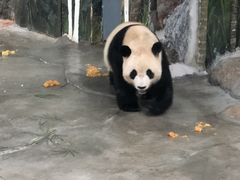 -海南热带野生动植物园