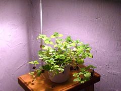 -Babycat私家御饼屋(龙头路一店)