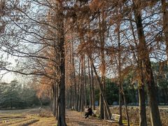 -上海滨江森林公园
