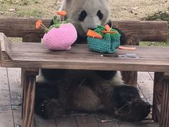 -无锡动物园·太湖欢乐园