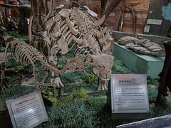 -河南自然博物馆