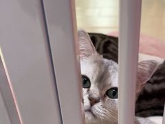 -三花喵·撸猫购宠·宠物生活馆(虹桥南丰城店)
