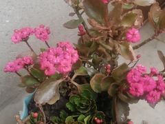 -阿弟特色海鲜餐厅·大排档(平潭店)