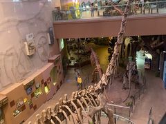 -陕西自然博物馆