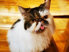 -喵园·猫主题咖啡厅·撸猫·猫咖(国贸店)