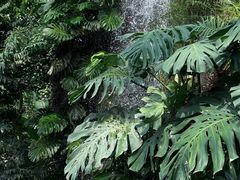 -昆明植物园