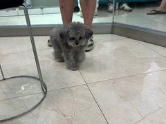 -瑞派申生动物医院·24H夜诊·国际动物医疗中心·骨外科(吴中路店)