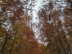 -上海海湾国家森林公园