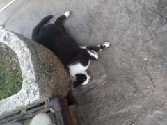 -喵屿·大理花园猫咖