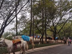 -铁山坪森林公园