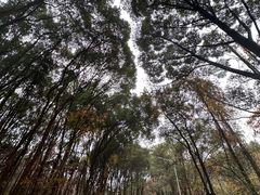 -青龙山国家森林公园