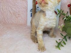 -十年猫舍·猫咪专门店(普陀店)