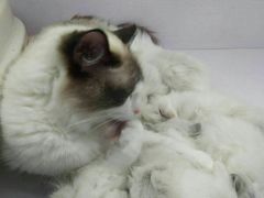 -喵的天空名猫咖啡馆·撸猫·猫舍·用品