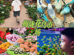 -梅陇花鸟市场-停车场