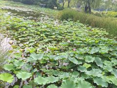 -郑州植物园