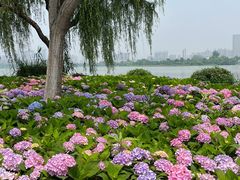 -金银湖国家城市湿地公园