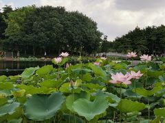 -映月湖公园