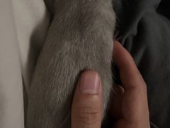 -北京观赏动物医院·24小时大型综合·猫专科·异宠专科