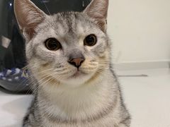 -艾贝尔宠物医院·24H转诊中心·肿瘤猫专科(江宁双龙店)