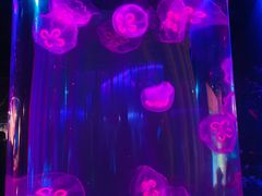 -秦皇岛新澳海底世界