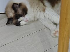 -喵的天空名猫咖啡馆·撸猫·猫舍·用品