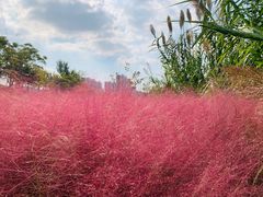 -昆山城市生态森林公园