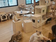 -有喵·猫咖·狗咖·30几只猫10只小狗(岗厦店)