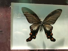 -上海昆虫博物馆