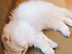 -御宝贝·A梦猫科宠物医院(国际猫友好医院)