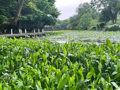 -八卦田遗址公园