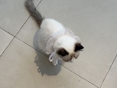 -怪兽屋·羊驼·猫咖·狗咖(俊华广场店)