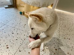 -柴务处·柴犬主题狗咖