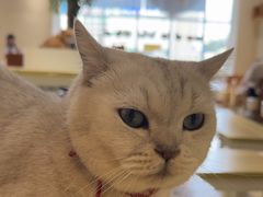 -藏猫猫咖啡主题馆(中央大道店)