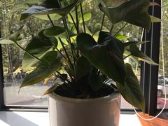 -玉兰苑一等茶餐厅