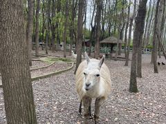 -昆山城市生态森林公园