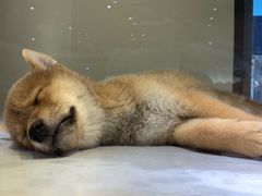 -乐宠宠物店(世纪金源店)