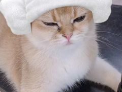 -猫小院猫主题餐厅(三里屯店)