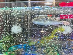 -观桥阁(锦溪店)