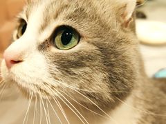 -猫儿山۰猫主题餐厅