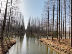 -黄海国家森林公园