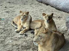 -北京野生动物园
